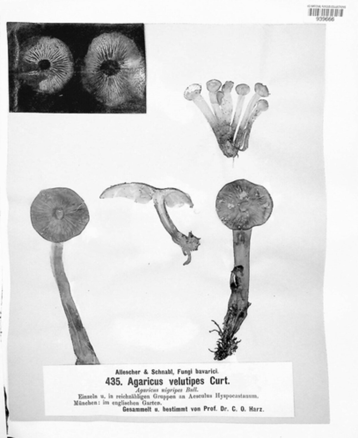 Flammulina velutipes image